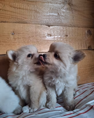 Volpini cuccioli
