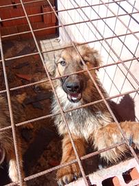 Cucciolotti di cane lupo