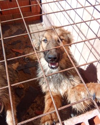 Cucciolotti di cane lupo