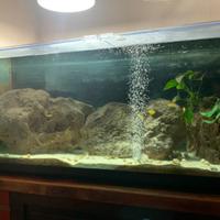 Acquari (200 e 15L) + mobile legno massello