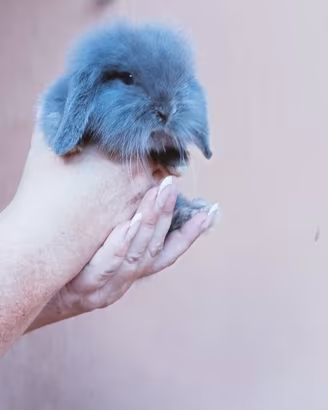 Coniglietto nano