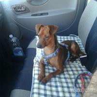 Pincher per accoppiamento