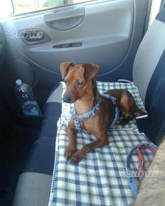 Pincher per accoppiamento