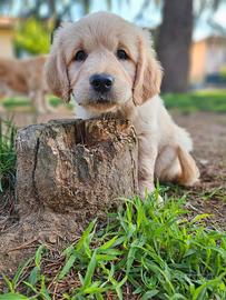Cuccioli Golden Retriever disponibili dal 24 /12