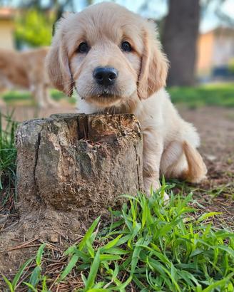 Cuccioli Golden Retriever