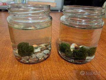 pianta marimo