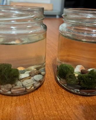 pianta marimo