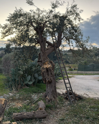 ulivo