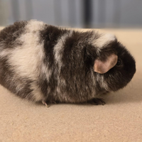 Cavia femmina Us Teddy