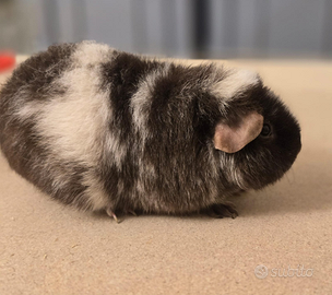 Cavia femmina Us Teddy