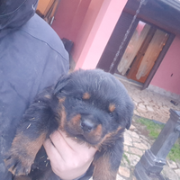 Cuccioli rottweiler