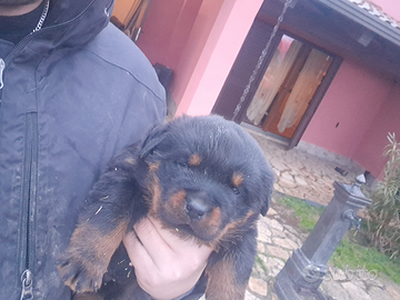 Cuccioli rottweiler