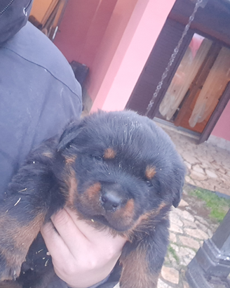 Cuccioli rottweiler