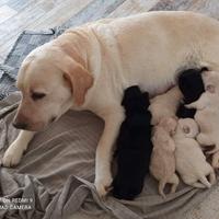 Incrocio labrador