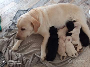 Incrocio labrador