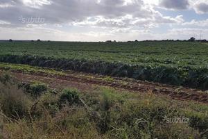 Az.Agr. di 73 ettari nel MATERANO