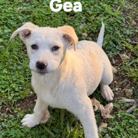 Cucciole in adozione