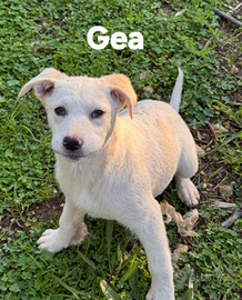 Cucciole in adozione