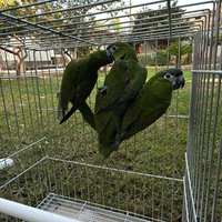 Pappagalli Ara nobilis