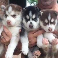 Cuccioli Siberian Husky con occhi impari