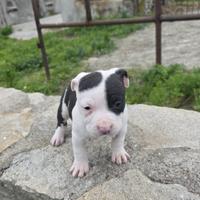 American Staffordshire terrier