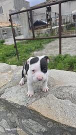 American Staffordshire terrier