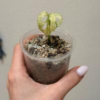 Monstera adansoni archipelago ghost