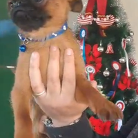 Griffoni di Bruxelles