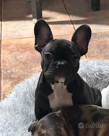 Buldog francese