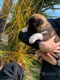 Akita americano cuccioli