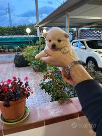 Spitz nano