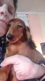 Cucciolo Bassotto Pelo lungo