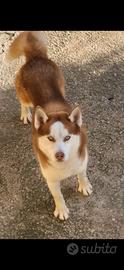 Cuccioli di razza husky