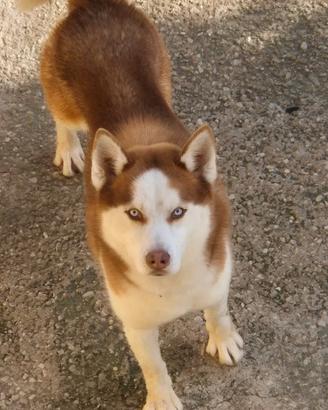 Cuccioli di razza husky