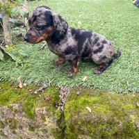 Bassotto Nano Arlecchino Silver maschio