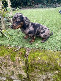 Bassotto Nano Arlecchino Silver maschio