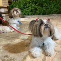 Cuccioli Shih Tzu