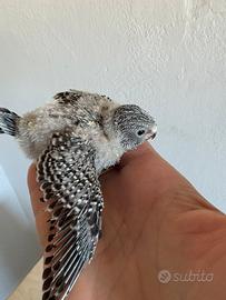 Uccelli