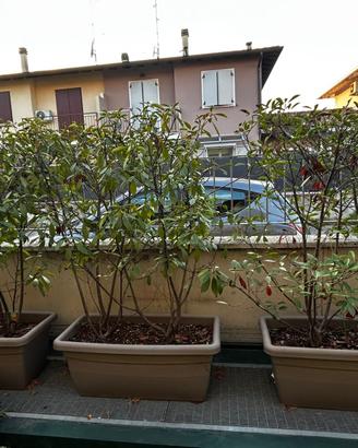 5 fioriere Euro3plast da esterno- 4 con piante