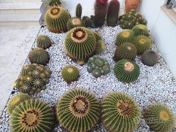 piante grasse, cactus