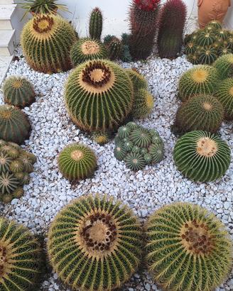 piante grasse, cactus