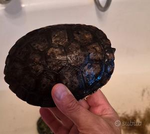 tartarughe 
