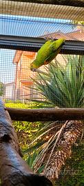 Amazzone Aestiva Xhantopteryx