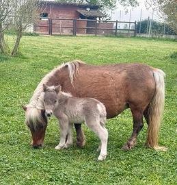 Mini Pony falabella e miniature horses