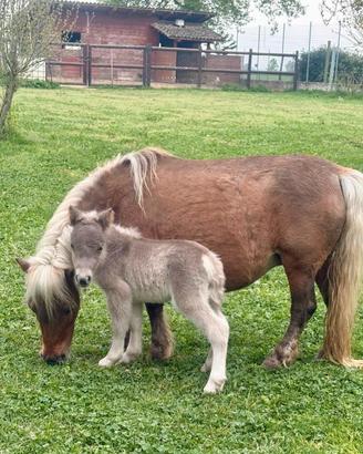 Mini Pony falabella e miniature horses