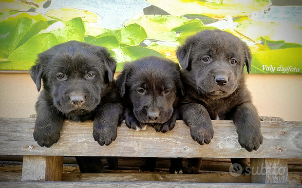 Cuccioli Borador da Labrador e Border Collie
 in vendita a Demonte