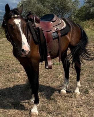 Cavallo