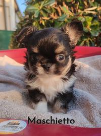 Cuccioli Chihuahua