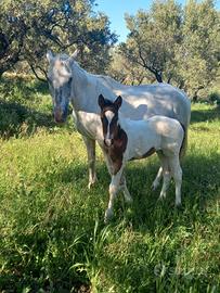 Cavalla appaloosa e puledra paint