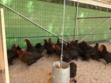 Marans